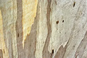 Gums: Eucalypt bark - detail of the smooth and glossy