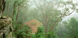 Eucalypt: Eucalypt forest in mist