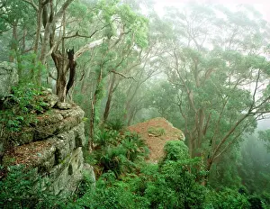 Eucalypt: Eucalypt forest in mist