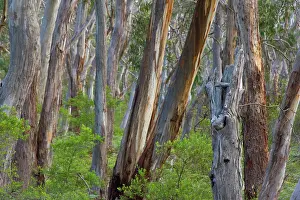 Lightly: Eucalypt Forest - view into a lightly wooded coastal