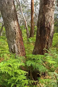 Lightly: Eucalypt Forest - view into a lightly wooded coastal