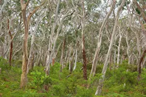 Lightly: Eucalypt Forest - view into a lightly wooded coastal