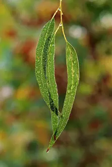 Eucalypt: Eucalypt leaves - covered in dew