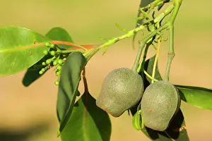 Gums: Eucalypt nuts - gumnuts