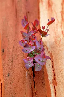 Regrowth: Eucalypt regrowth after bushfire.Regeneration