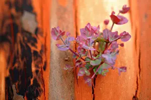 Regrowth: Eucalypt regrowth after bushfire.Regeneration