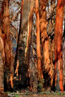 Regrowth: Detail of Eucalypt trunks.after bushfire with some