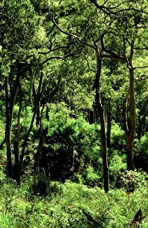 Eucalypts: Eucalypts and Cabbage Tree Palm Royal National Park