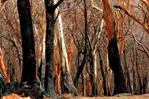 Davies: Eucalypts.beginning to sprout after bushfire. Davies