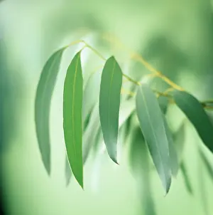 Globulus: Eucalyptus