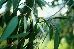 Gunnii: Eucalyptus