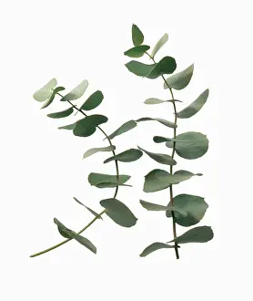 Gunnii: Eucalyptus