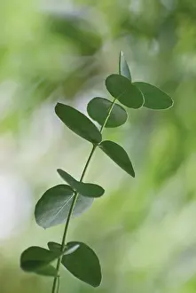 Eucalyptus: Eucalyptus
