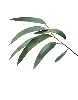 Smell: Eucalyptus