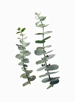 Smell: Eucalyptus