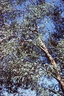 Eucalyptus: EUCALYPTUS