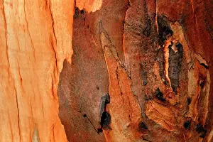Bushfire: Eucalyptus bark detail.after bushfire. Alpine National