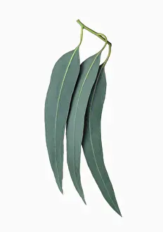 Globulus: Eucalyptus, Eucalyptus globulus, Cut out of three