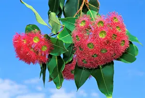 Eucalypt: Eucalyptus - flowering