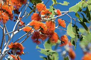 Miniata: Eucalyptus flowers