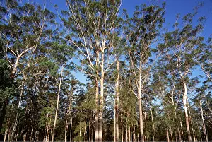 Eucalyptus: EUCALYPTUS FOREST - Up to 50m tall, logged