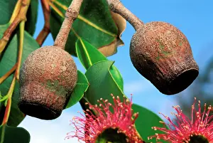 Eucalypt: Eucalyptus - fruits