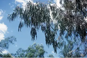 Eucalyptus: Eucalyptus (Gum Tree)