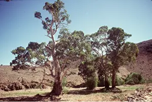 Eucalyptus: EUCALYPTUS (Gum trees) - in dry river bed