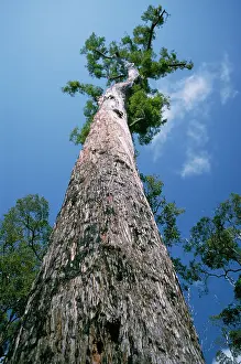Marginata: EUCALYPTUS marginata - 'KingI Jarrah Tree, viewed from below