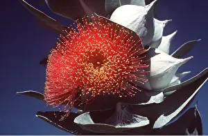 Eucalyptus: EUCALYPTUS - Mottlecah
