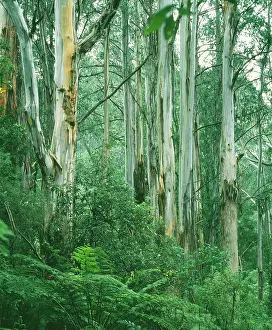 Regnans: EUCALYPTUS / MOUNTAIN ASH