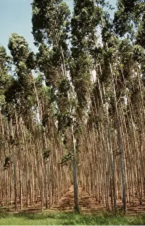 Eucalyptus: EUCALYPTUS PLANTATION