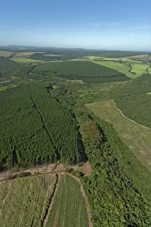 Reforestation: Eucalyptus plantation in Brazil