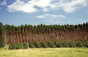 Foreground: EUCALYPTUS PLANTATION - young trees in foreground