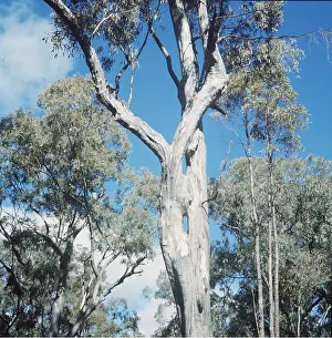 Wilf Taylor: EUCALYPTUS - Scrubbly Gum