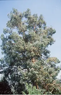 Ardea London: EUCALYPTUS TREE
