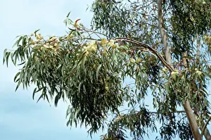 Globulus: Eucalyptus Tree - flowering