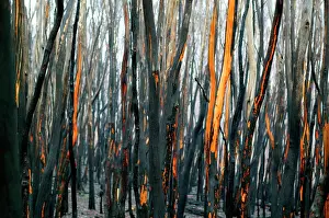 Bushfire: Eucalyptus tree trunks after bushfire.Dargo High