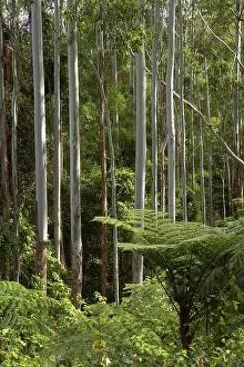 Eland: Eucalyptus Trees, Colling Road, near Boorganna