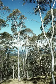Eucalyptus: EUCALYPTUS TREES - White Gum Back Trees