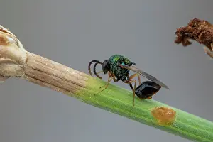 Wasps: Eucharitid wasp (Stilbula cyniformis) male, Marseille