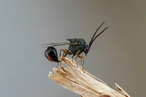 Wasps: Eucharitid wasp (Stilbula cyniformis) male, Marseille