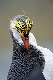 Royal: Eudyptes schlegeli