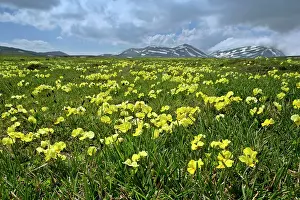Campo: Eugenia Violet - in full bloom on Campo Imperatore plateau