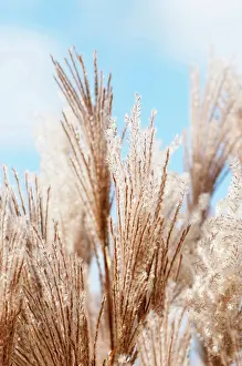 Miscanthus: Eulalia Malepartus, Miscanthus sinensis Malepartus