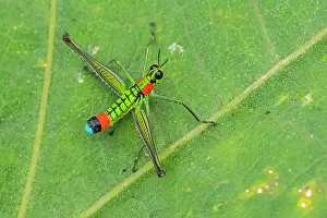 Tangaras: Eumastacidae, grasshopper, Las Tangaras Bird Reserve