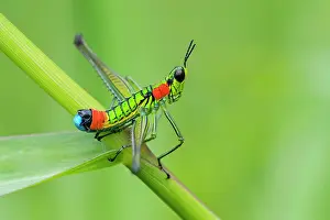 Tangaras: Eumastacidae, grasshopper, Las Tangaras Bird Reserve