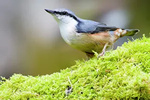 Sitta: Euopean Nuthatch
