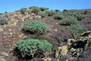 Euphorbias: Euphorbia - arborescent euphorbias vegetation