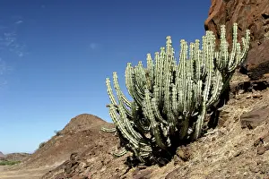 Euphorbiaceae: Euphorbia damarana